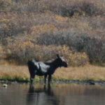 Moose from afar