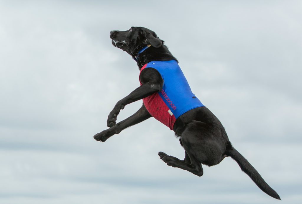 a dog jumps up like the interest rates on second homes