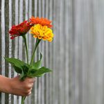 Beautiful flowers being handed through a fence that appears to be a barrier