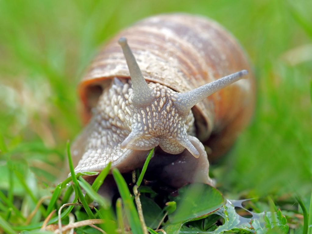 slow moving snail is like the slow real estate sales